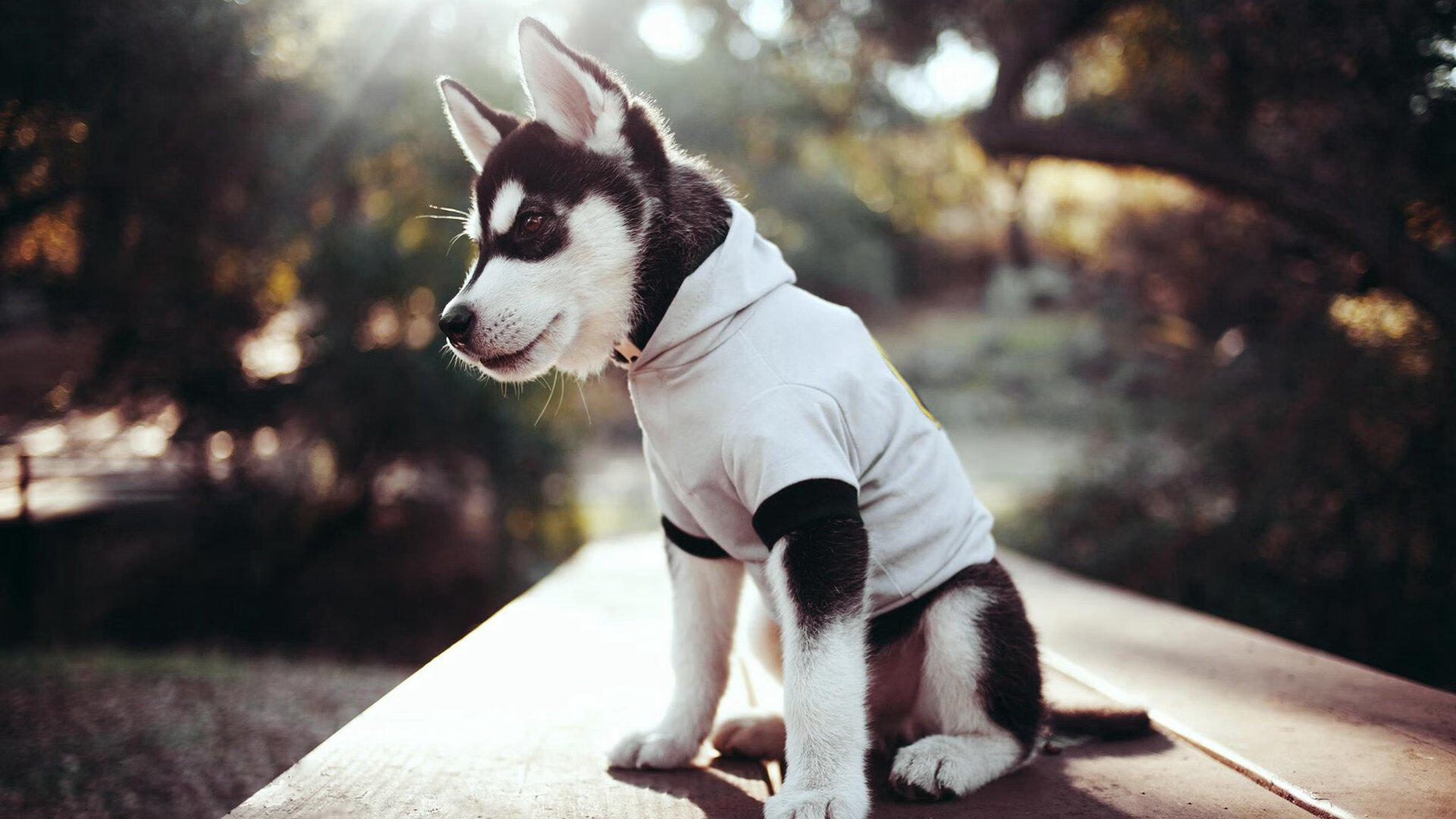 体育赛事多元化运营模式，体育赛事运营包括哪些方面